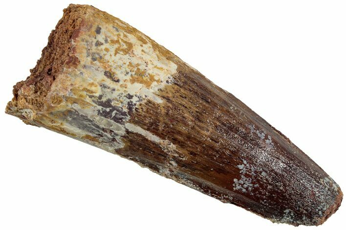 Fossil Spinosaurus Tooth - Feeding Worn Tip #227244